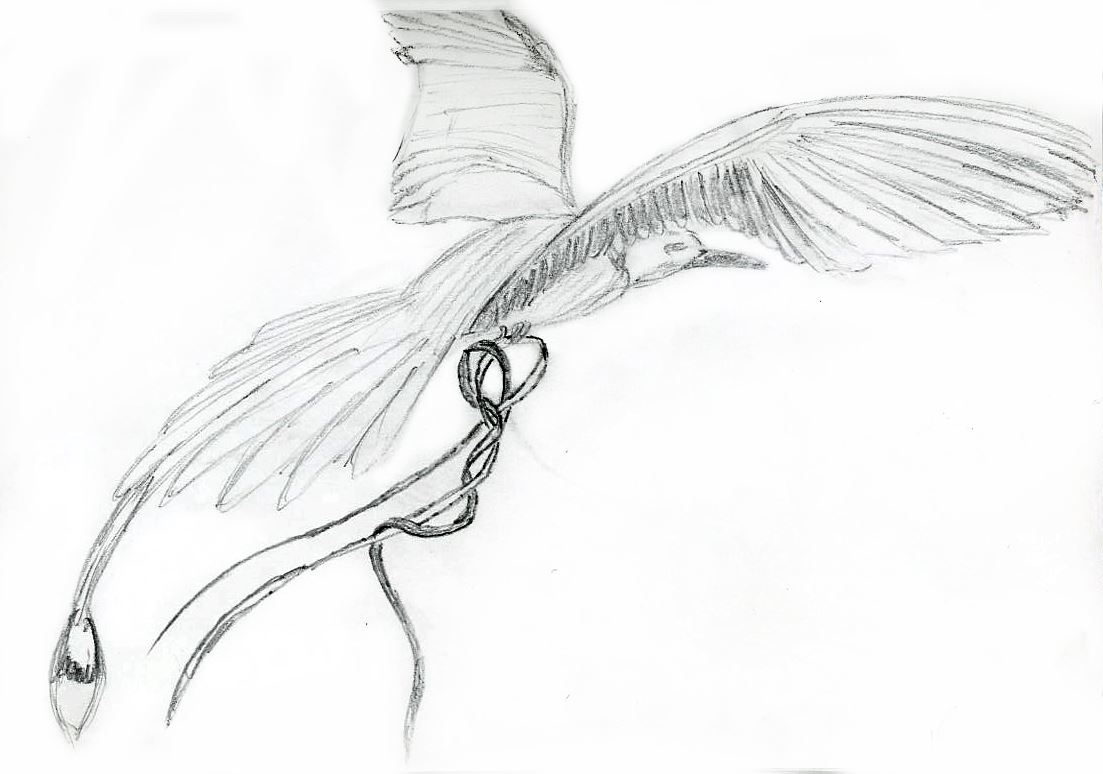 A long tailed bird in flight with its wings spread, a cord knotted around one leg and trailing behind it